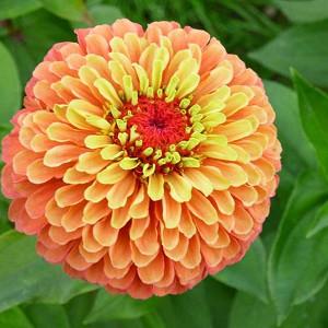 Zinnia Elegans Common Zinnia Zinnia Elegans Common Zinnia