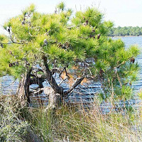 Pinus strobus 'Pendula', Eastern White Pine 'Pendula', Weymouth Pine 'Pendula', North American Pumpkin Pine 'Pendula', North American White Pine 'Pendula', White Pine 'Pendula', Evergreen Tree, Evergreen Shrub, Conifer