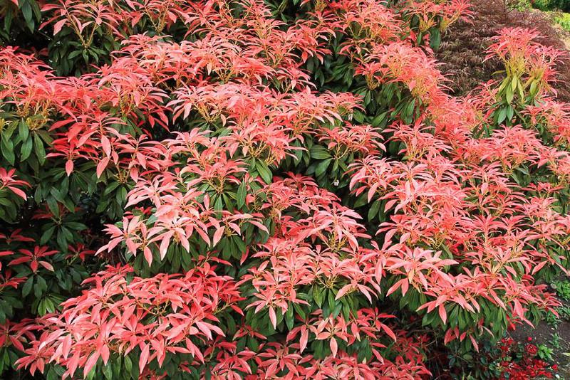 Pieris Japonica Red Head Japanese Andromeda