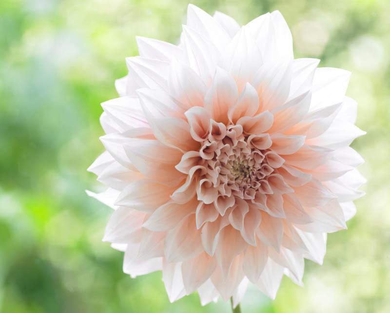 Dahlia Cafe Au Lait Dahlia Cafe Au Lait