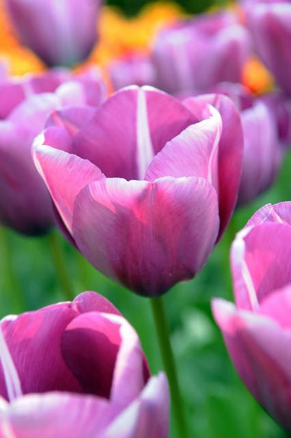 Tulipa 'Andre Rieu' (Single Late Tulip)