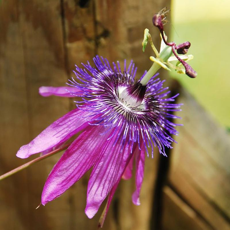 Passiflora 'Amethyst' (Passion Flower)