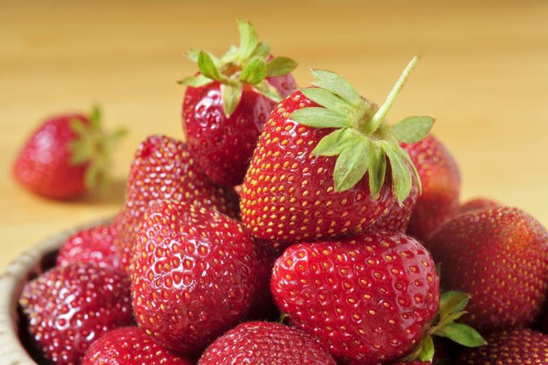 Fragaria 'Jewel' (Junebearing Strawberry)