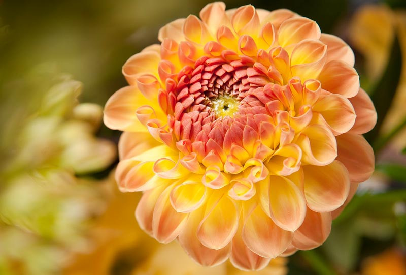 Dahlia 'Gallery Pablo'