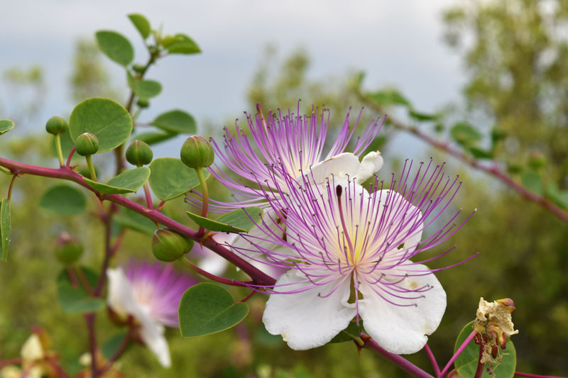 Capparis spinosa (Caper)