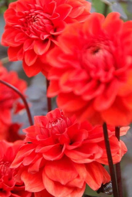 Dahlia ‘Ellen Huston’ (aka Dahlia ‘Ellen Houston’)