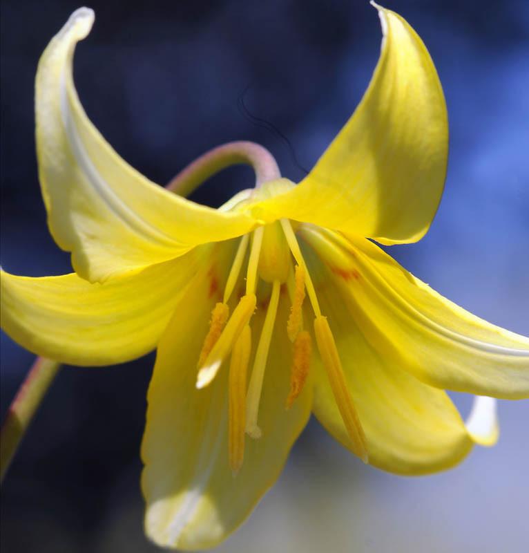 Erythronium Pagoda Dog Tooth Violet Erythronium Pagoda Dog Tooth Violet