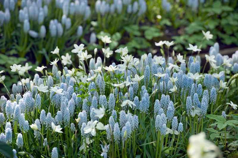 Muscari Baby S Breath Grape Hyacinth