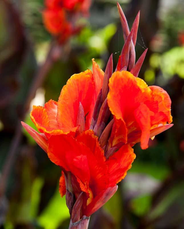 Long Lasting Giant Red Flowers Canna Lily Roots Perennial Plant Tropical Garden
