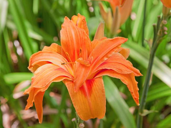 Daylilies Hemerocallis in Wide Range of Colours Summer Flowering 9cm Pots
