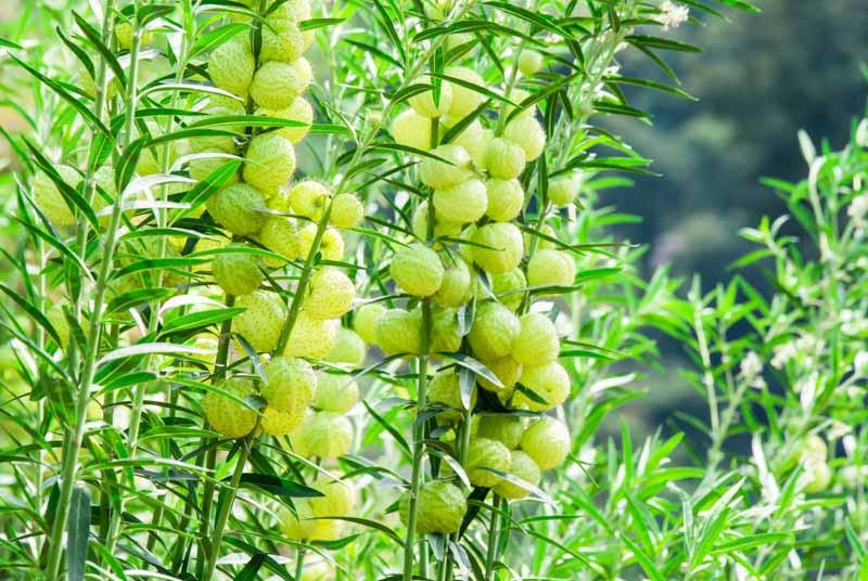 Asclepias physocarpus (Balloon Plant)