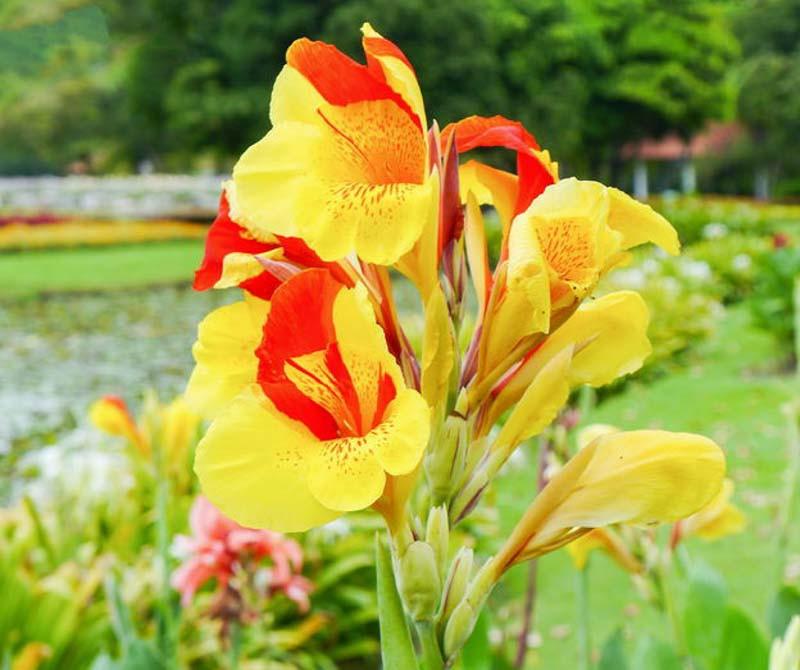 Canna �Cleopatra� (Canna Lily)
