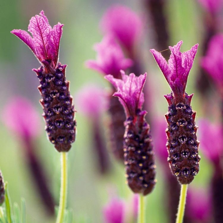 Lavandula stoechas 'Regal Splendour' (Lavender)