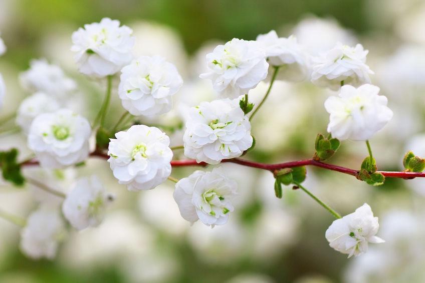 Spiraea Prunifolia Bridal Wreath Spiraea Prunifolia Bridal Wreath