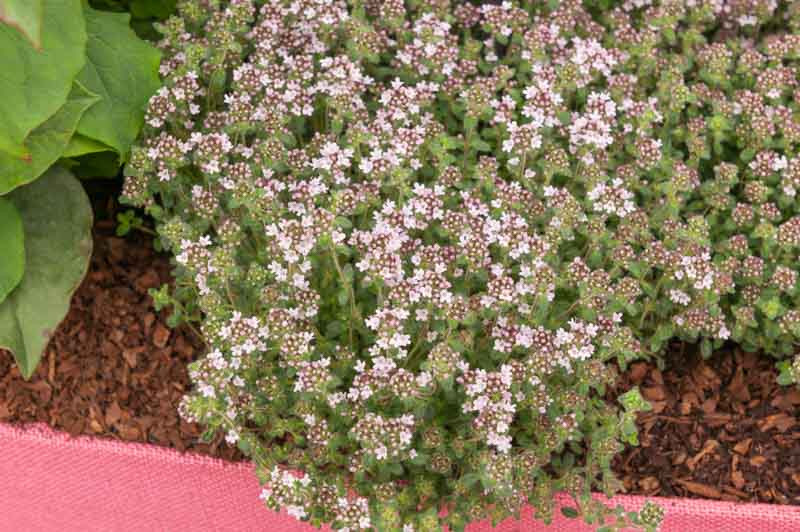 Thymus serpyllum 'Pink Chintz' (Creeping Thyme)