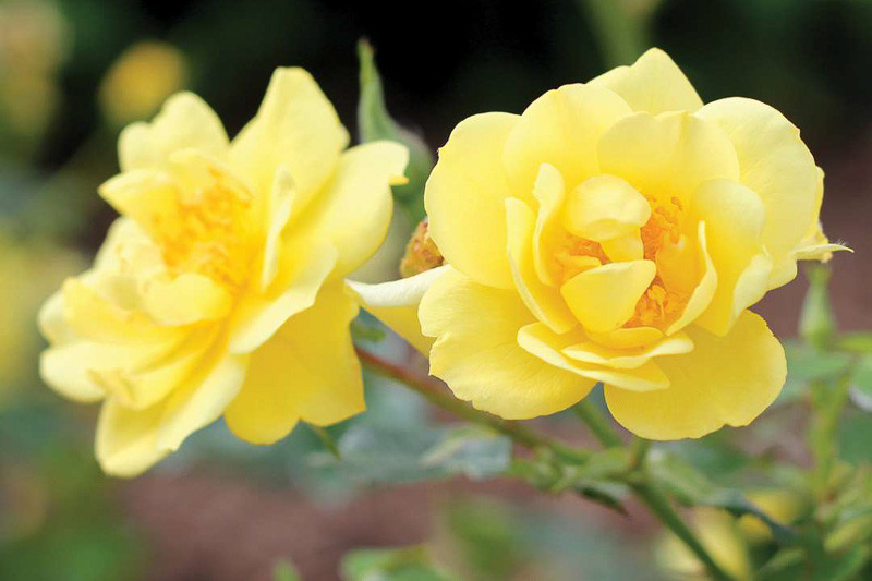 Rosa Oso Easy Lemon Zest (Groundcover Rose)