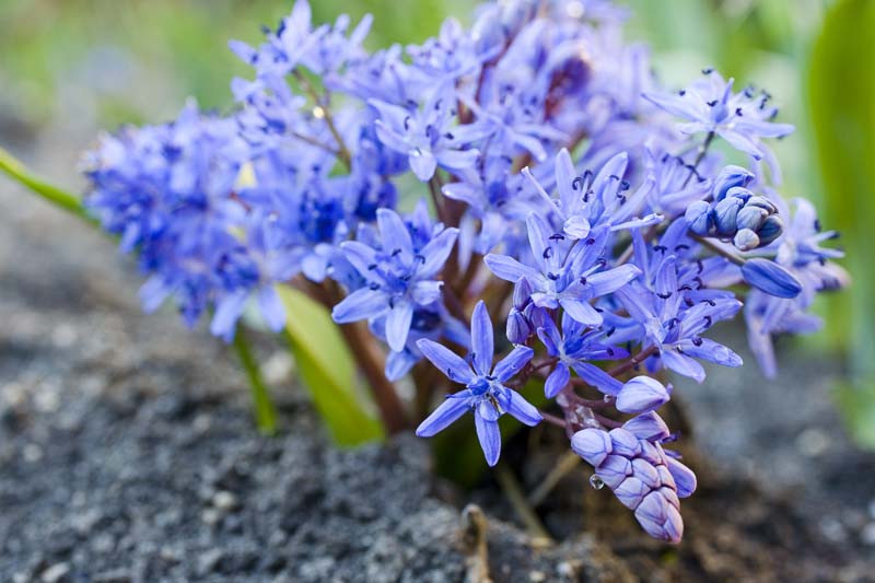 Scilla bifolia (Alpine Squill)