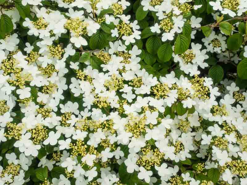 Viburnum plicatum f. tomentosum 'Summer Snowflake' (Doublefile Viburnum)