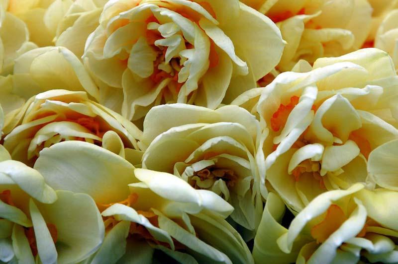 Highly Scented 2 litre pot Narcissus//Daffodil /'Sir Winston Churchill/'
