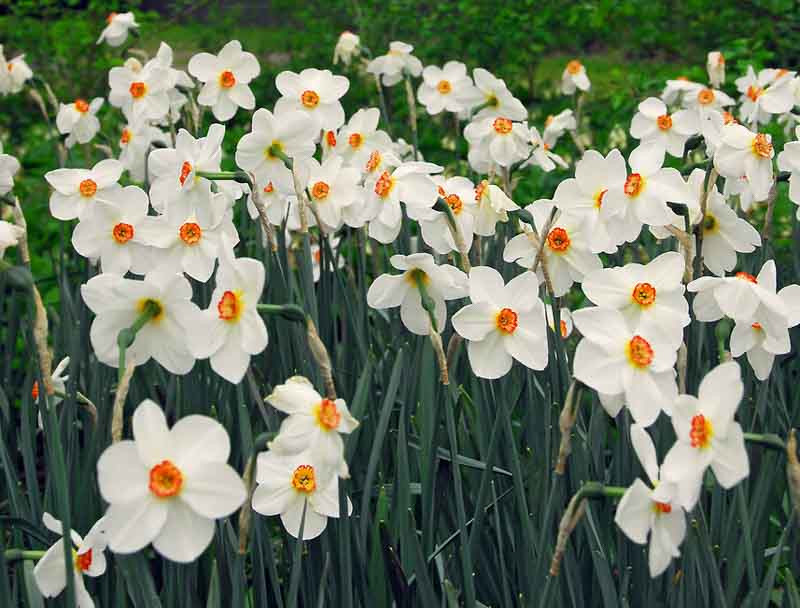 Narcissus poeticus var. recurvus (Poeticus Daffodil)