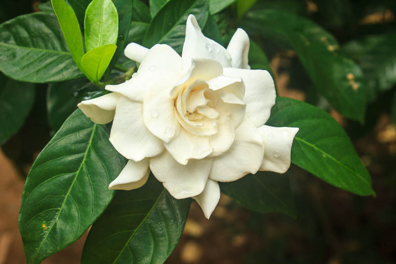 Image of Gardenia florida 'Fortuniana' hardy gardenia