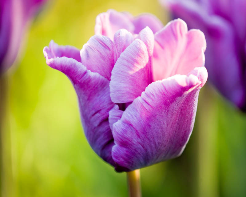 Tulipa 'Blue Parrot' (Parrot Tulip)
