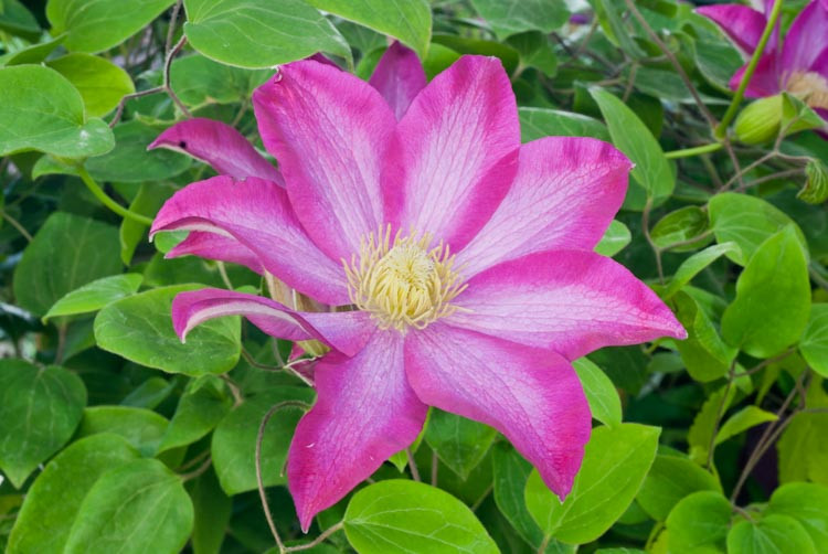 Clematis 'Pink Champagne' (Early LargeFlowered Clematis)