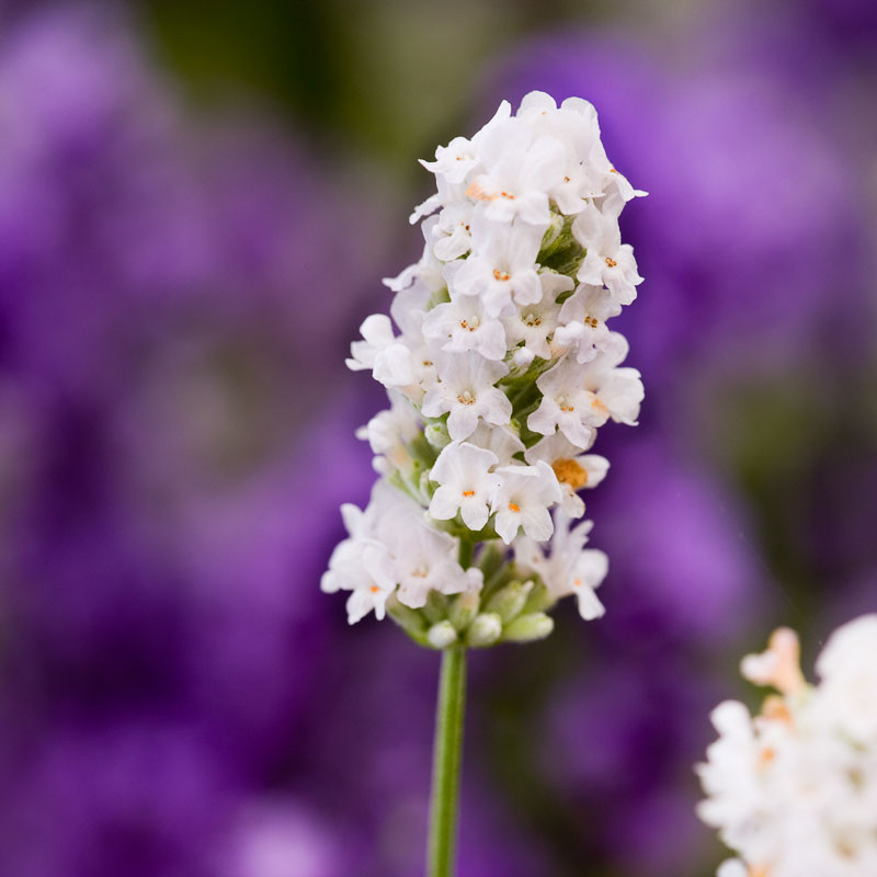 Lavandula angustifolia ‘Nana Alba’ (Lavender)