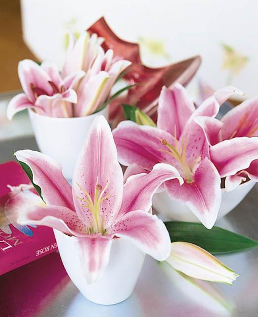 Stargazer lily white How to