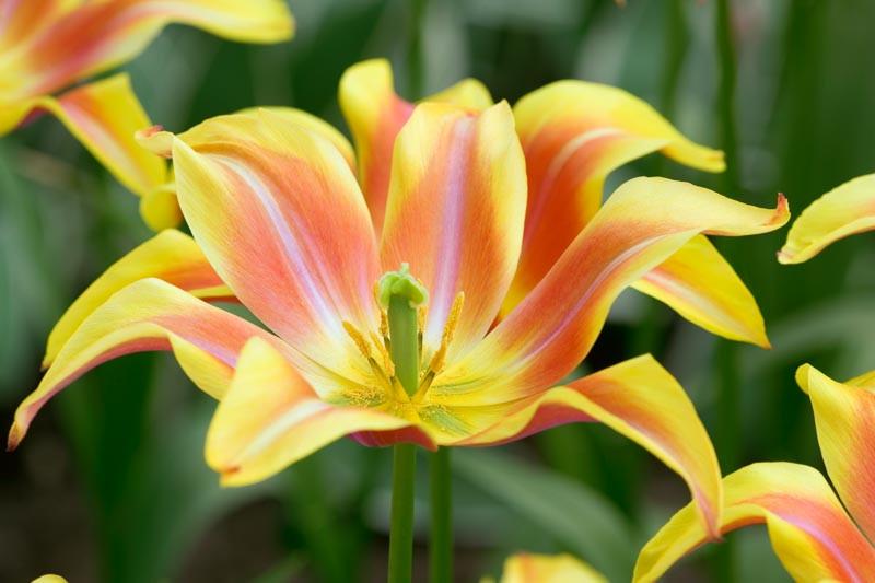 Tulipa 'Ballade Dream' (Lily-Flowered Tulip)