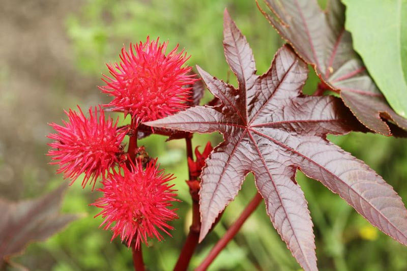 Ricinus communis 'Carmencita' (Castor Oil Plant)
