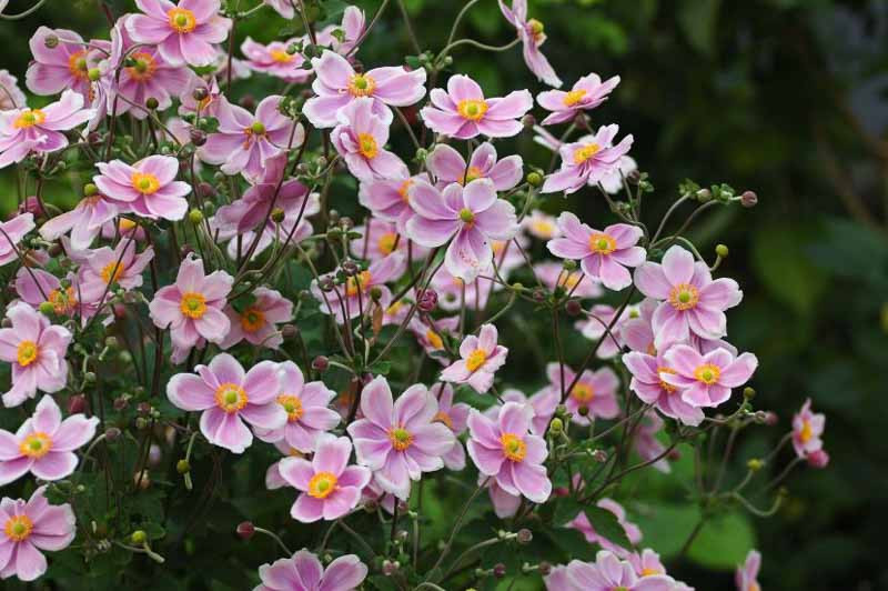 Anemone tomentosa ‘Robustissima’ (Japanese Anemone)