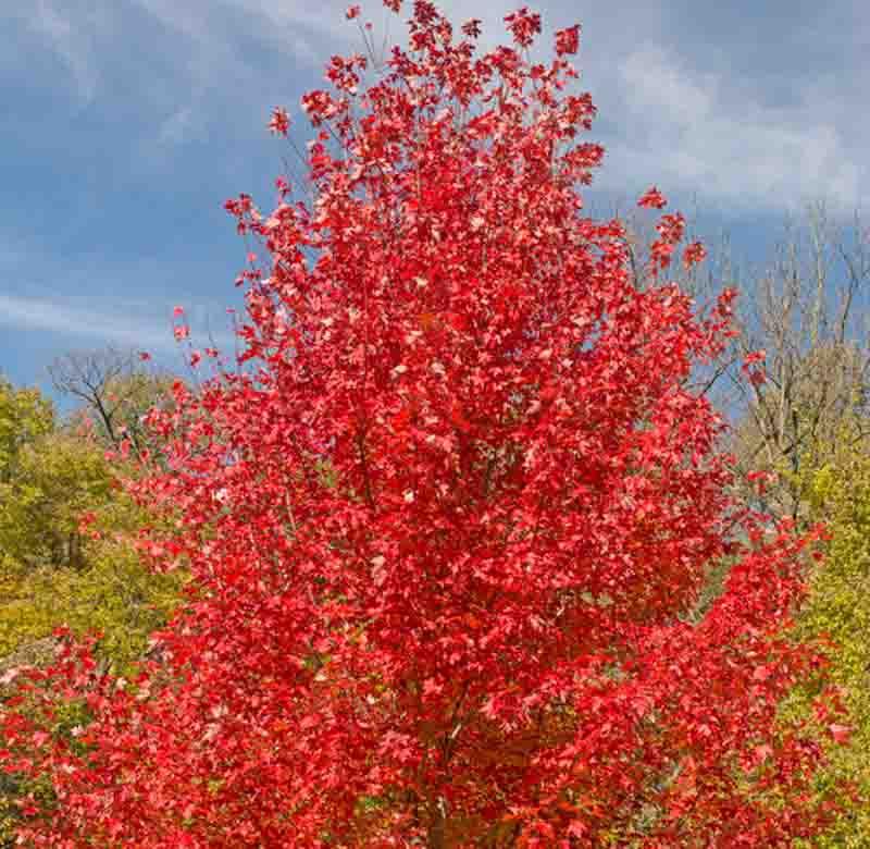 Acer Rubrum Red Maple Acer Rubrum Red Maple