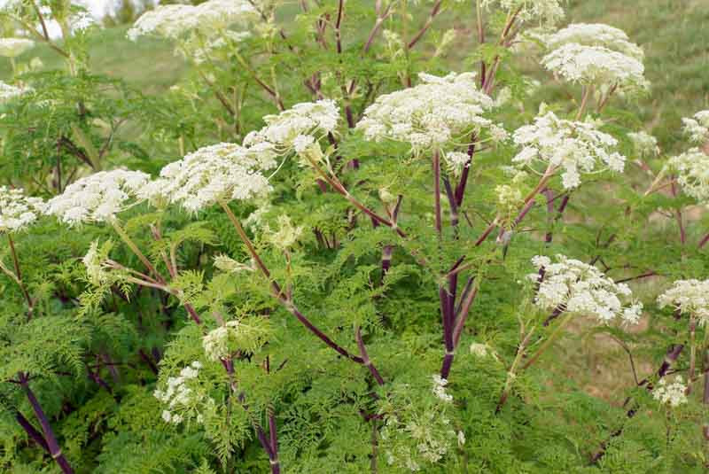 Selinum wallichianum (Milk Parsley)