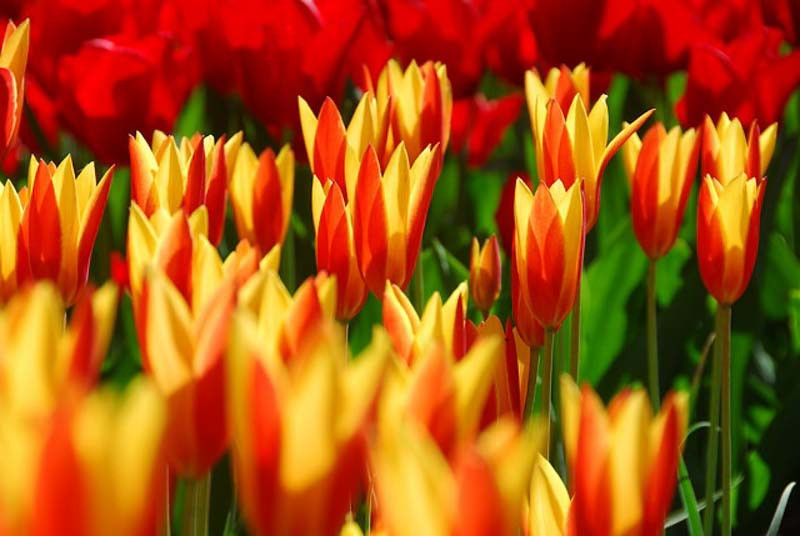 Tulipa 'Giuseppe Verdi' (Kaufmanniana Tulip)