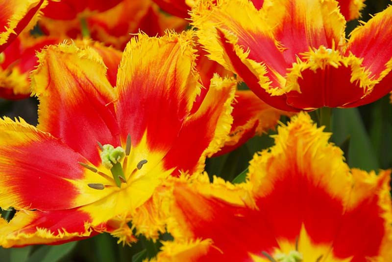 Tulipa 'Davenport' (Fringed Tulip)