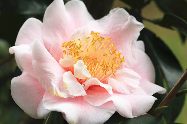 Camellia japonica ‘Moonlight Bay’