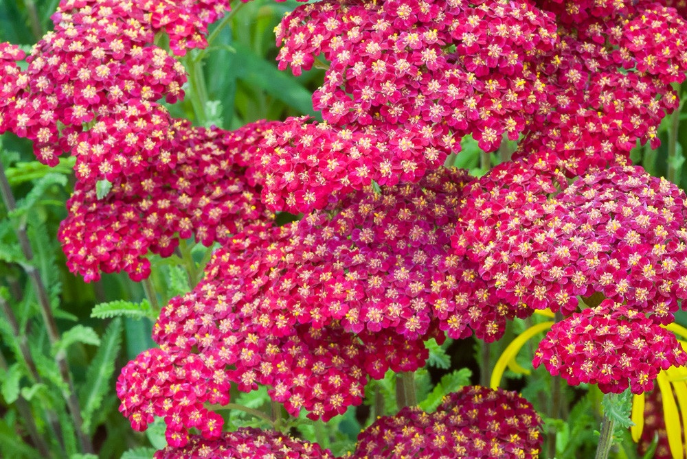 3100 semillas-Perennials Flor #822 mostrar título original Detalles acerca de   Yarrow Tela De Oro-Achillea filipendu 