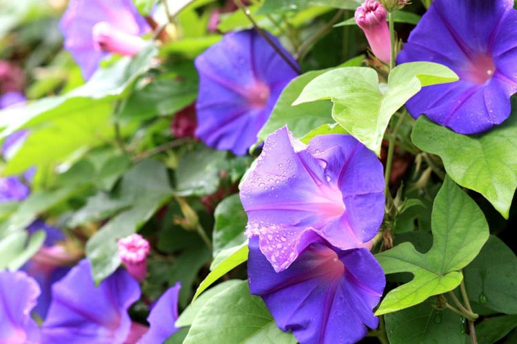 Morning Glory (Ipomoea purpurea) How to Grow with Success