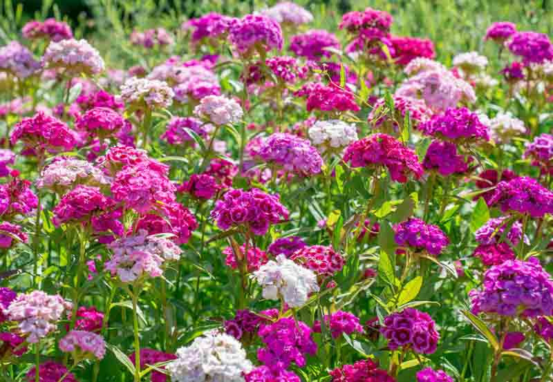 Dianthus barbatus (Sweet William)