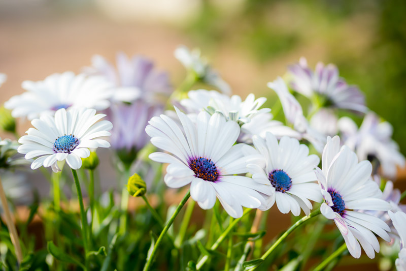 Brighten Your Garden with Vibrant Cape Marguerite Daisies