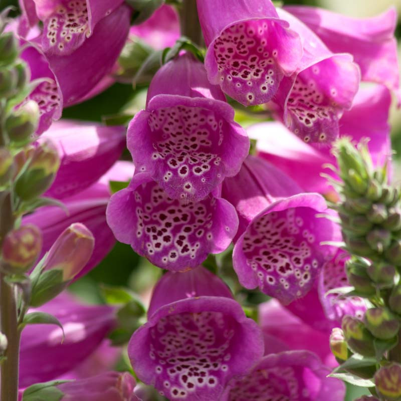 Digitalis purpurea 'Dalmatian Purple' Foxglove)