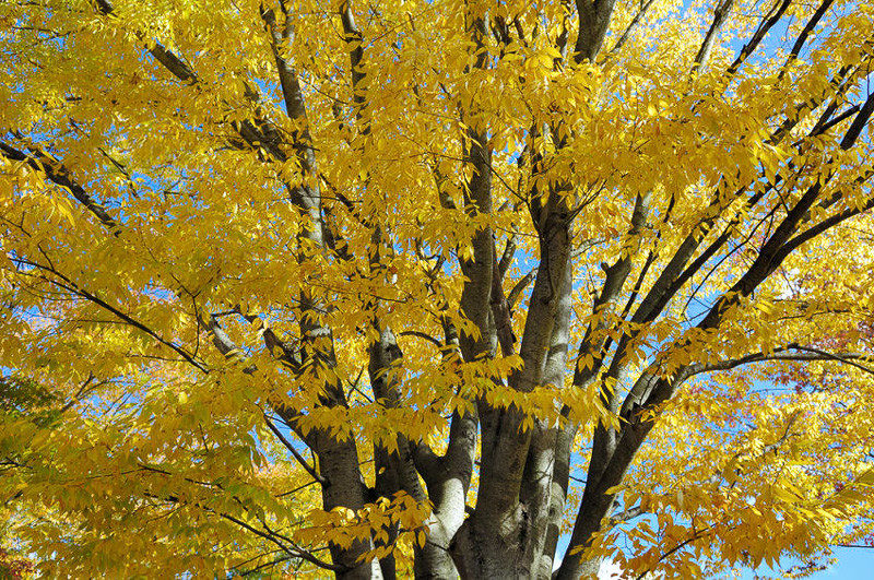 Zelkova serrata (Japanese Zelkova)