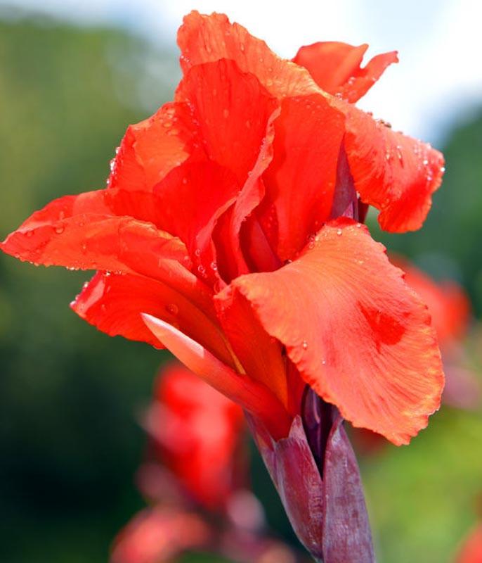 Canna 'President' (Canna Lily) .