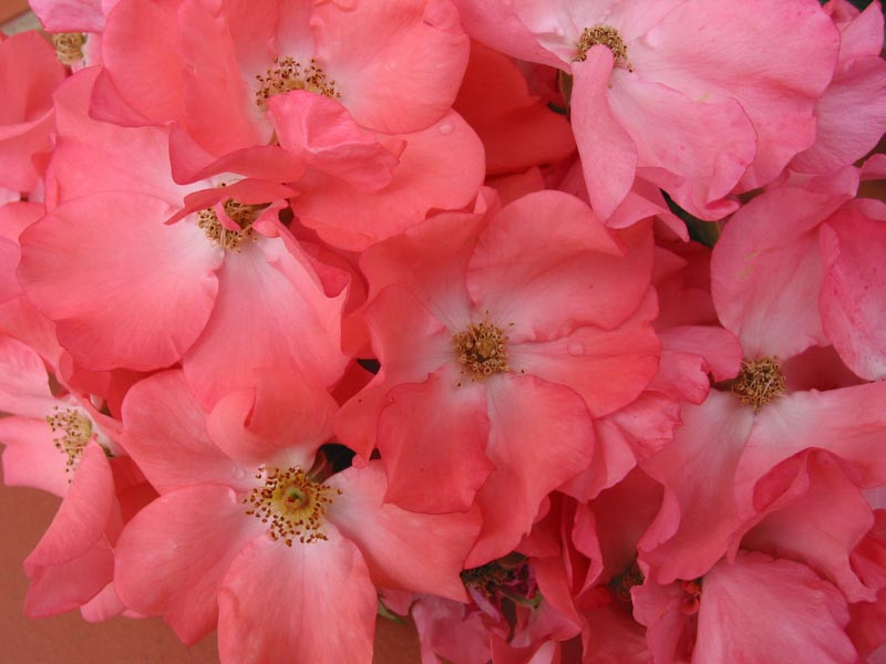 Rosa 'Flower Carpet Coral' (Groundcover Rose)