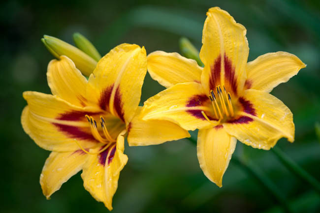 Hemerocallis ‘Bonanza’ (Reblooming Daylily)