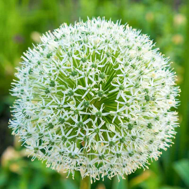 Allium stipitatum 'White Giant' (Ornamental Onion)