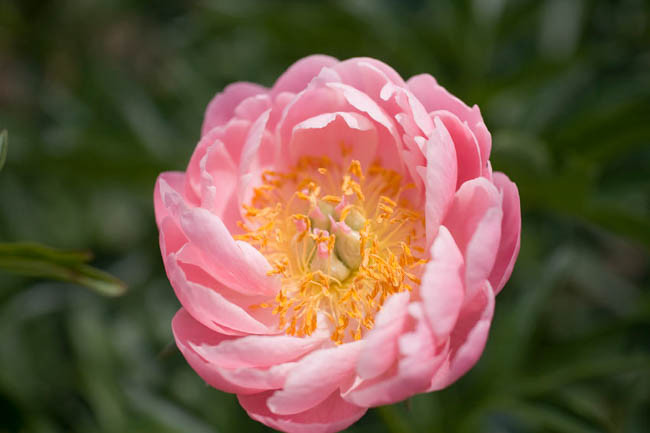 Paeonia ‘Abalone Pearl’ (Peony)
