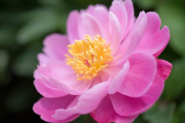 Paeonia lactiflora ‘Sea Shell’ (Peony)