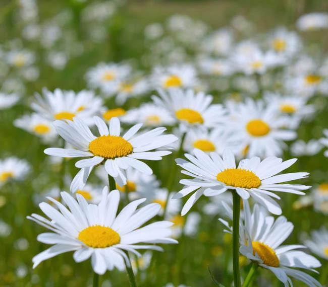 Ox-eye Daisies (leucanthemum Vulgare) Photograph by Simon 